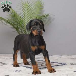 Stella, Doberman Pinscher Puppy